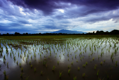 Rice